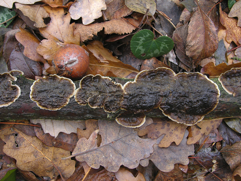 In bosco di Quercus cerris(4). (Lopharia spadicea)